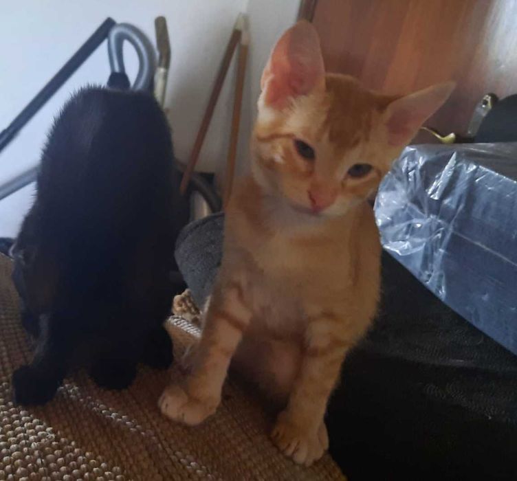 Gatinho laranja e gatinha preta