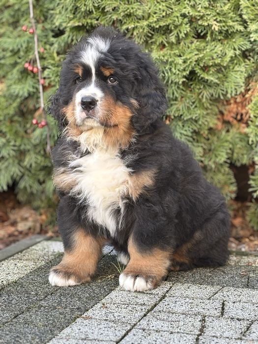 Berneński pies pasterski ZHPR UCI