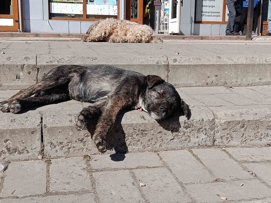 Дівчинка Джус в добрі руки