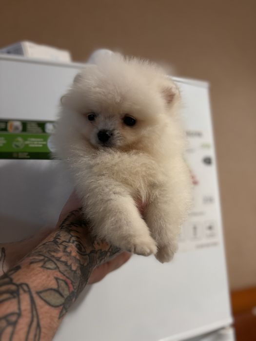 шикарний Ведмедик шоу класу