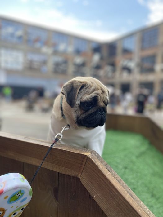 Мопс цуценя хлопчик КСУ документи п-к Голден Пак