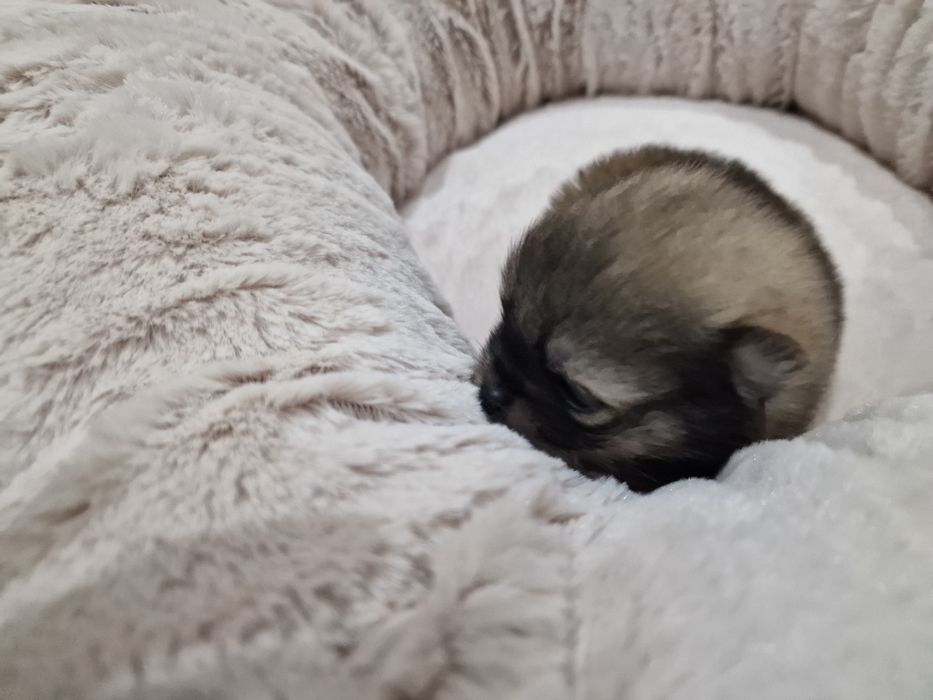 Lulu Pomerânia C/LOP Macho Spitz Alemão Anão