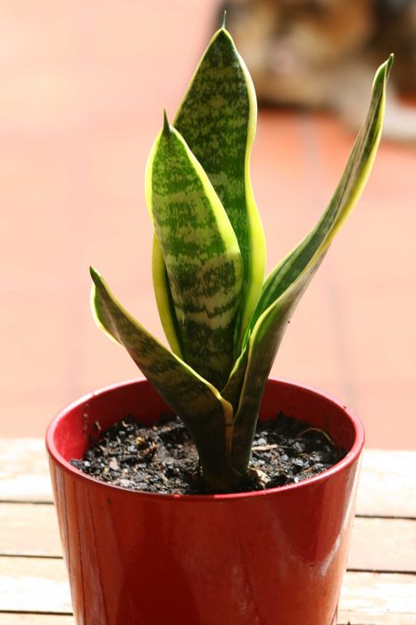 Espada de São Jorge planta