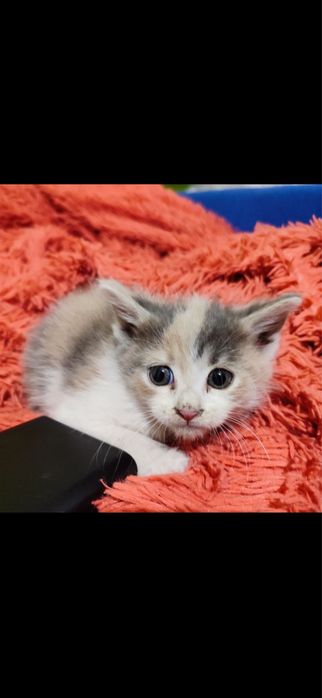Кошенята мейн кун