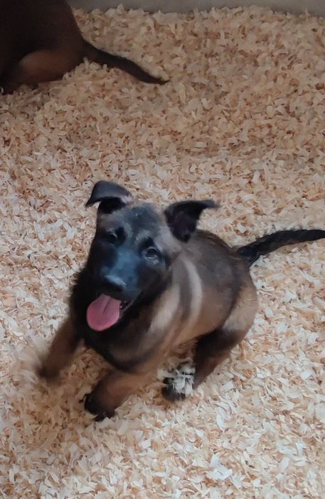 Macho Pastor Belga Malinois