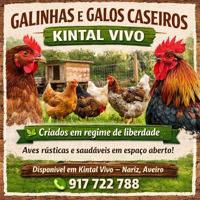 GALINHAS E GALOS CASEIROS – KINTAL VIVO