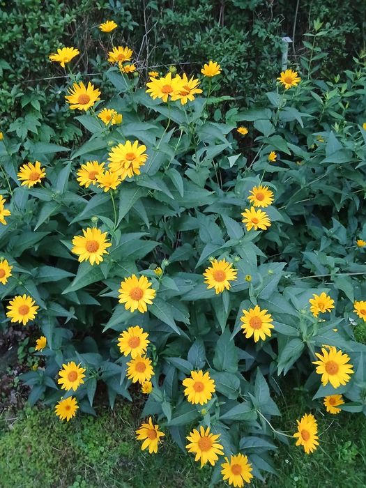 słoneczniczek szorstki (Heliopsis)