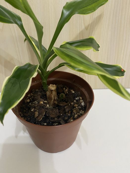 Planta Pau d’Água | Dracaena fragrans