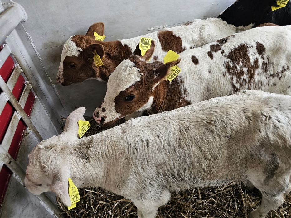 Sprzedam 6 cielaków byczki