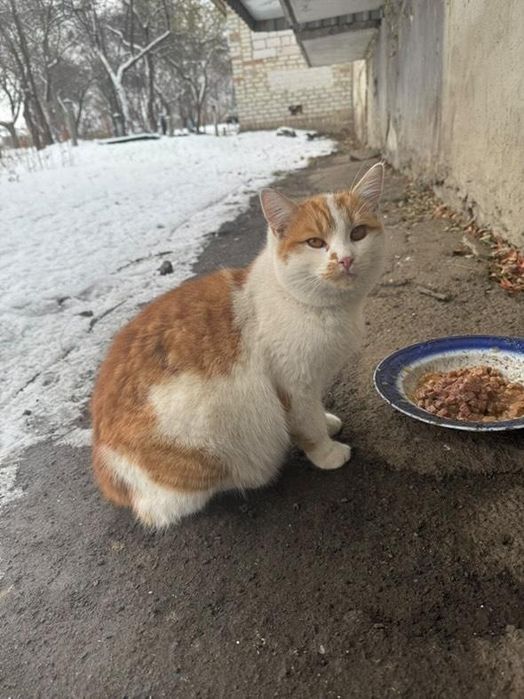 Отдам рыже-белого котенка, 6 месяцев,  мальчик