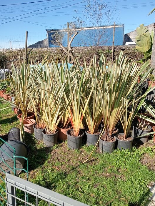 Vendo Phormium Tenax