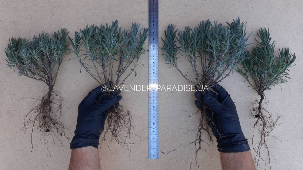 Лаванда весна 2026