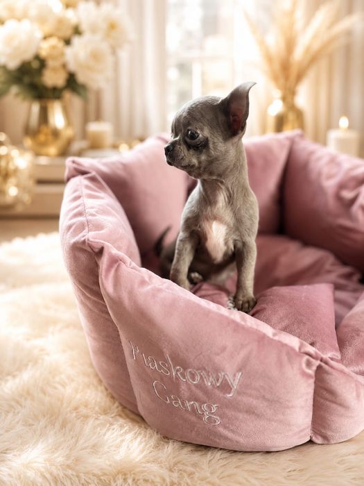 Chihuahua długowłosy