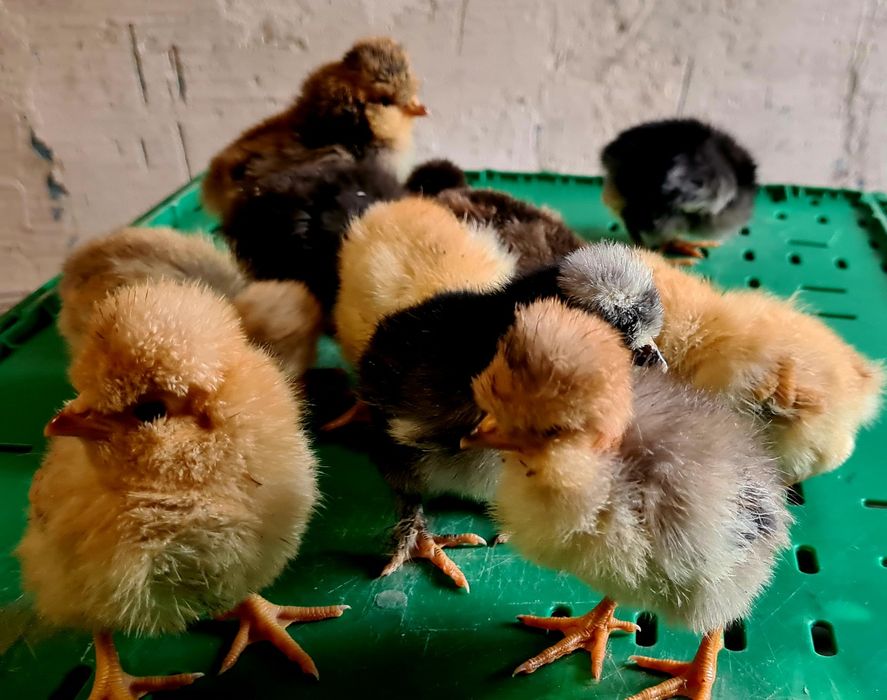 Яйце інкубаційне від домашніх курей