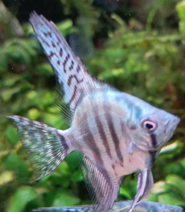 Skalar blue zebra Kraków (Swoszowice)