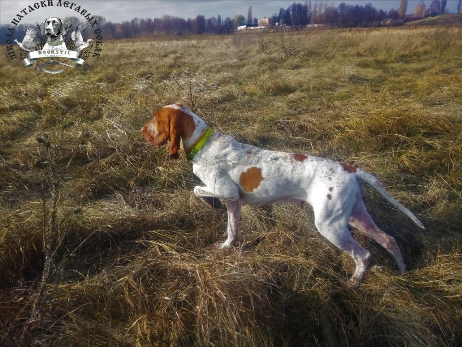Дресирування мисливських собак/Дрессировка и натаска легавых собак