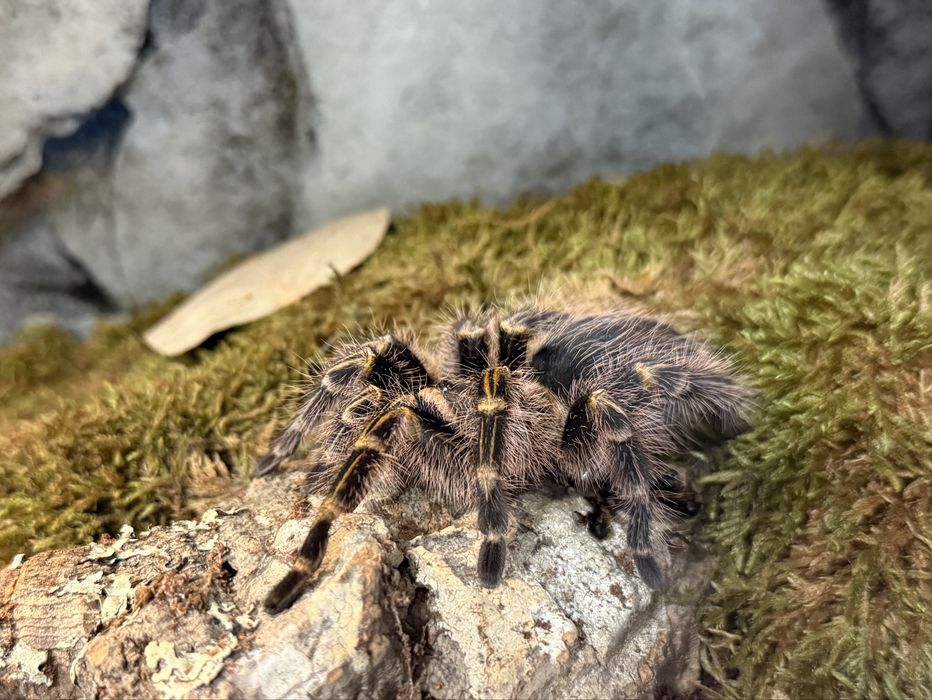 Grammostola pulchripes