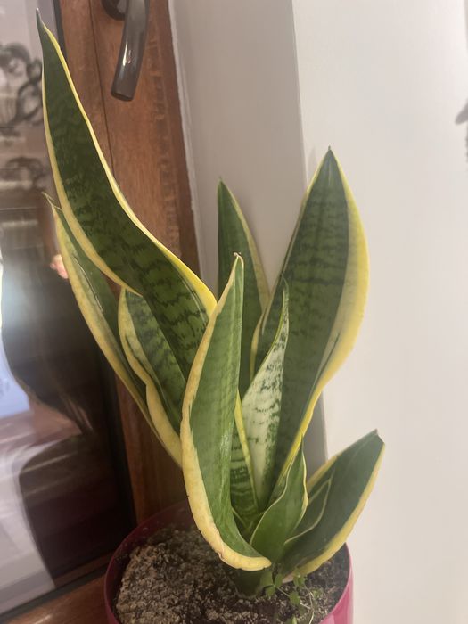 Sadzonki sansevierie 1 szt