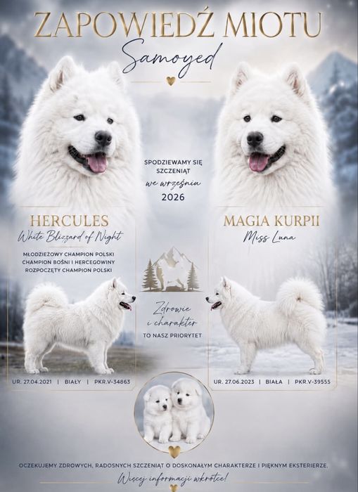 Samoyed szczeniaki ZKwP FCI