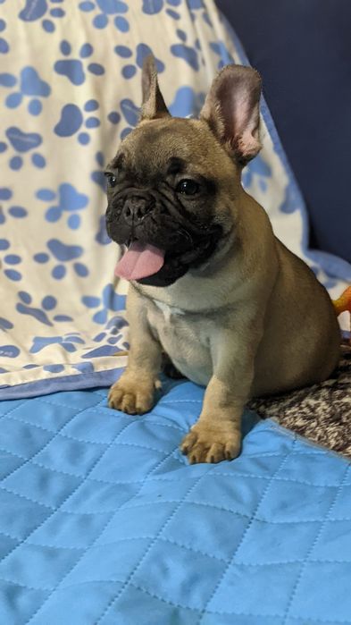 Хлопчик французького бульдога