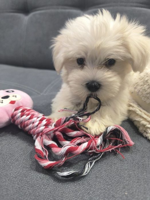 Sprzedam pieska maltanczyka