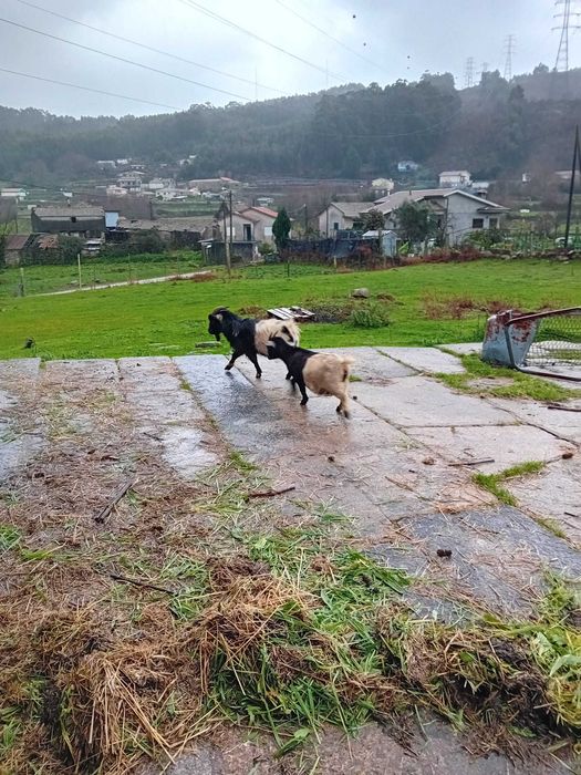 Vendo casal de cabras anas