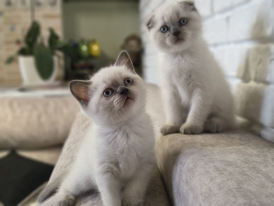 Кошенята від скотіш фолд та скотіш страйт!
