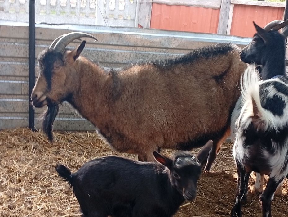 100% альпійська коза