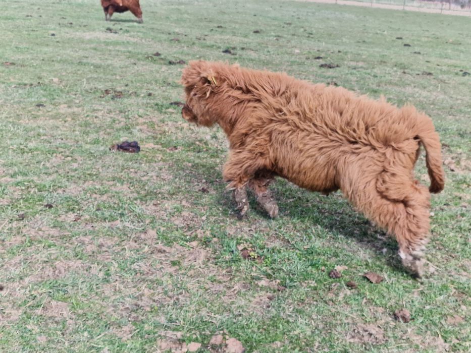 Bydlo Highland Cattle.
100% rasy.
Zadbane, dostojne