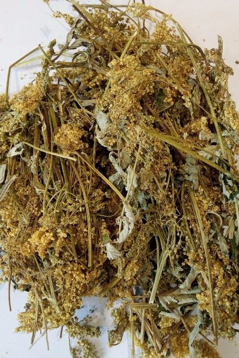 Лабазник Таволга вязолиста з Карпат 500г.