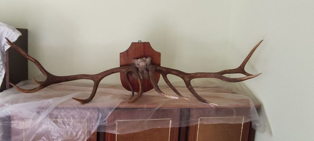 Продам большие рога оленя на деревянном крепление.