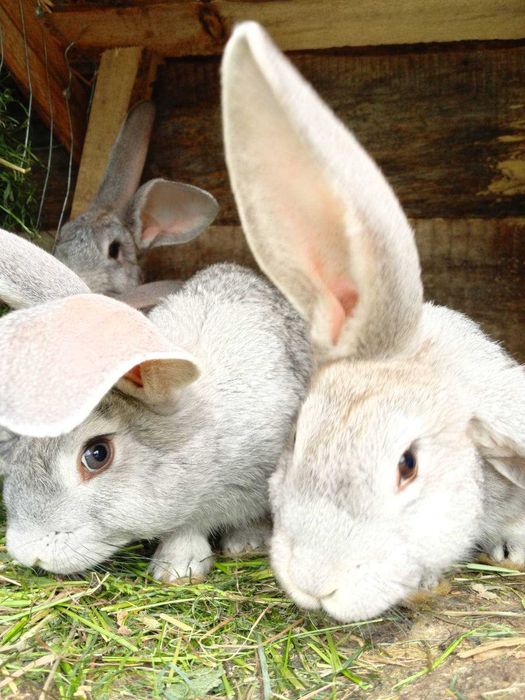 Кролі білий велетень