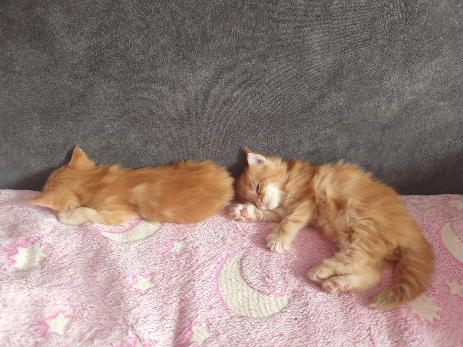 Продам котят мейн-кун