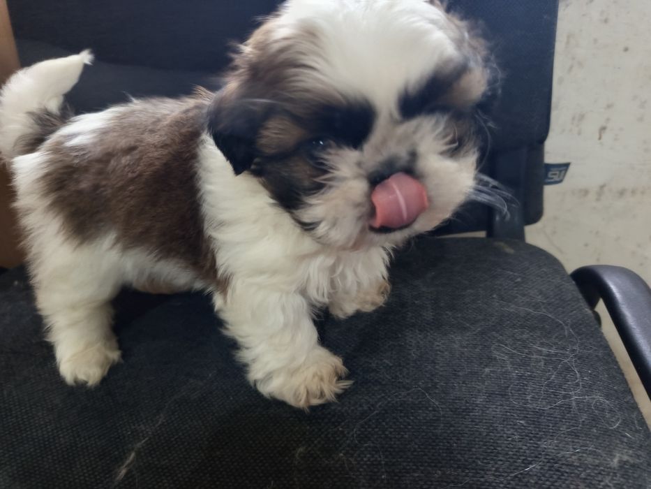 Щенки ши-тцу мальчики и девочка