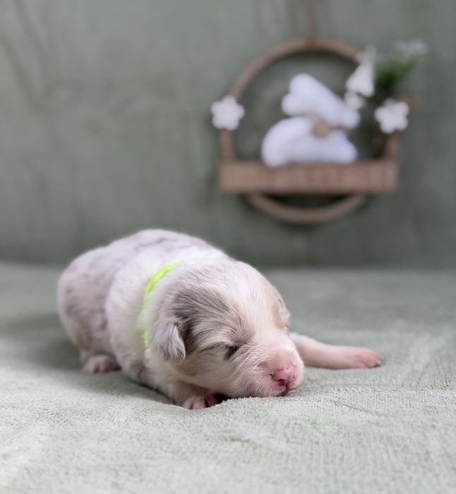 Border collie suczka lilac merle
