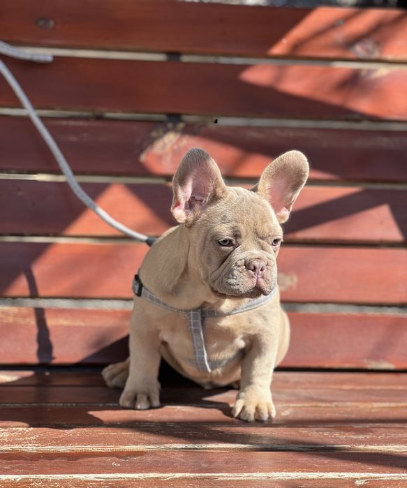 Французский бульдог