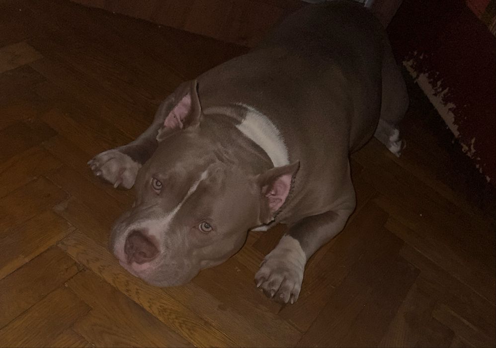 Американський буллі вʼязка