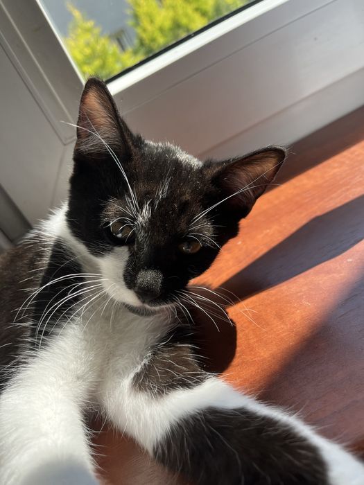 debica odrobaczone kocurki do adopcji