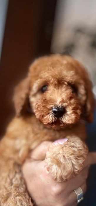 Aprikotowy pudelek miniatura