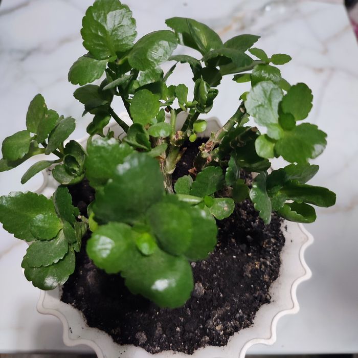 Цветок Каланхое декоративный