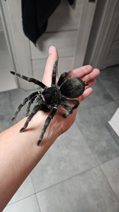 Grammostola Pulchra Samica 8DC