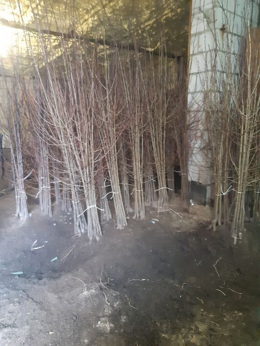 śliwa ,wegierka , haganta , top hit, prezydent, dąbrowicka , jubileum