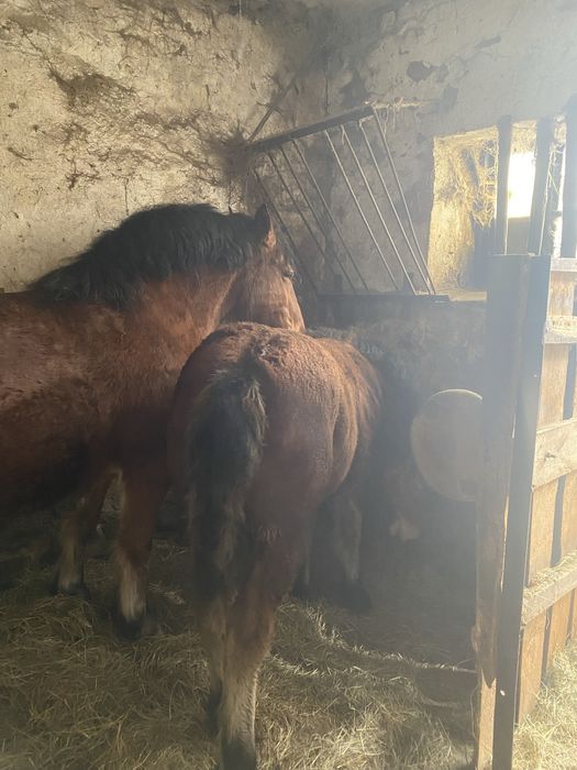 Sprzedam zrebaka zimokrwistego