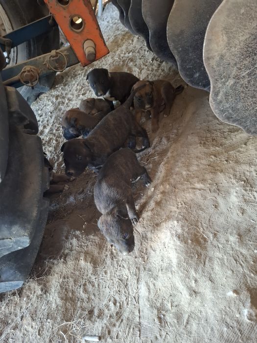 Cães bebés para adopção