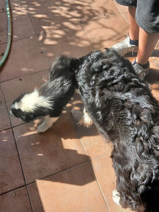 Border collie 3 meses