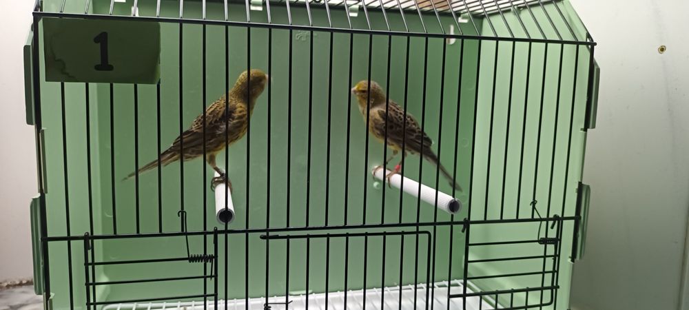 Canário Lizard casal