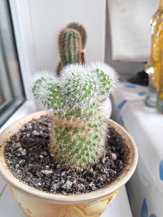 Вазони, кактус, кактуси