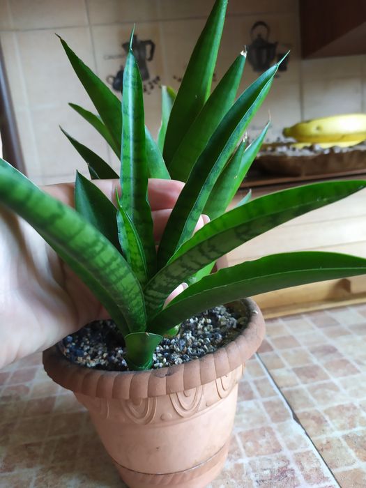 Сансевієрія Габріелла