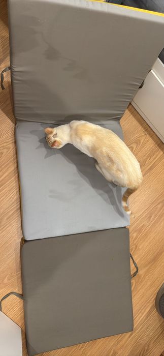 Duas almofadas de espreguiçadeira