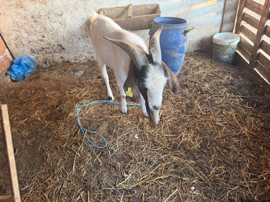 Cabrito macho de raça